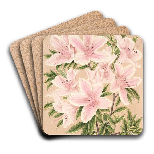 Azalea indica Grande Duchesse Helene by Charles Antoine Lemaire Art Drink Coaster set