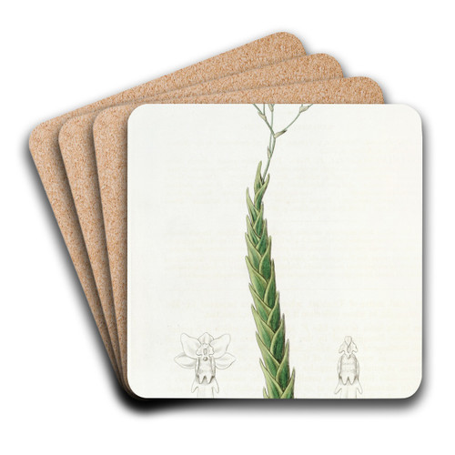 Sharp-leaved Fernandezia by Sydenham Edwards Art Drink Coaster set Sharp-leaved Fernandezia by Sydenham Edwards Art Drink Coaster set