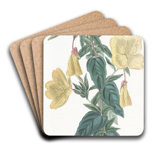 Glaucous Oenothera by Sydenham Edwards Art Drink Coaster set