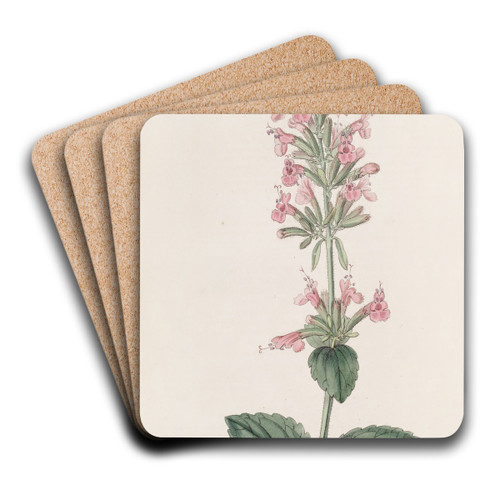 The Pale Cedronel by Sydenham Edwards Art Drink Coaster set