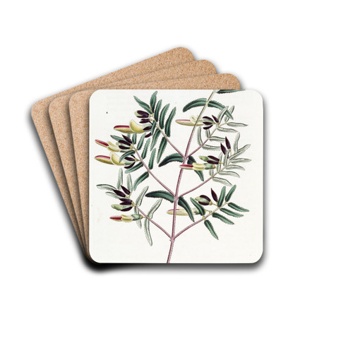 Narrow-leaved Scottia by Sydenham Edwards Drink Coasters - set of 4