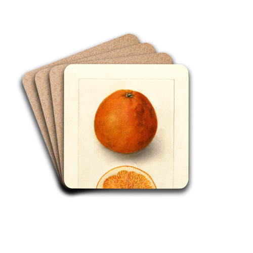 Citrus sinensis: Washington Navel by Deborah Griscom Passmore Drink Coasters - set of 4