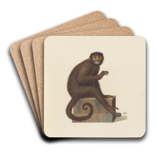 Le Sajou varit a by Jean-Baptiste Audebert Art Drink Coaster set