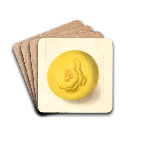 Citrus paradisi by Deborah Griscom Passmore Drink Coasters - set of 4
