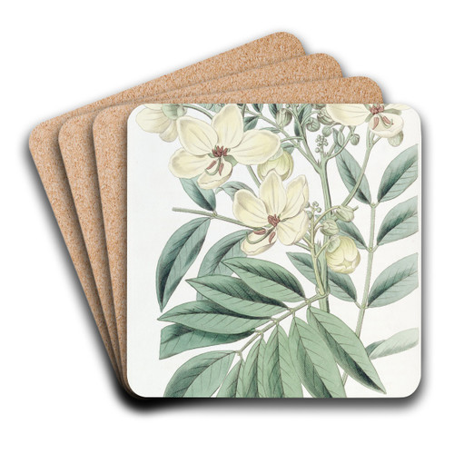 Mr. Herbert's Cassia by Sydenham Edwards Art Drink Coaster set