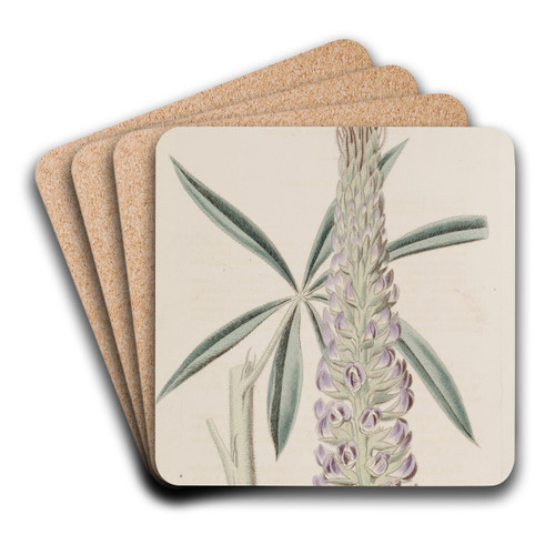 Feathery Perennial Lupine by Sydenham Edwards Art Drink Coaster set