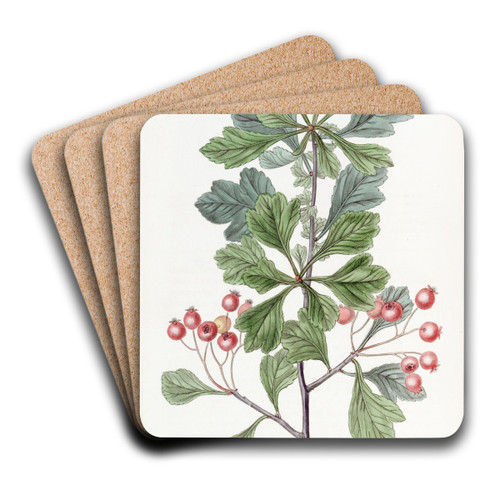 Small-fruited Thorn by Sydenham Edwards Art Drink Coaster set