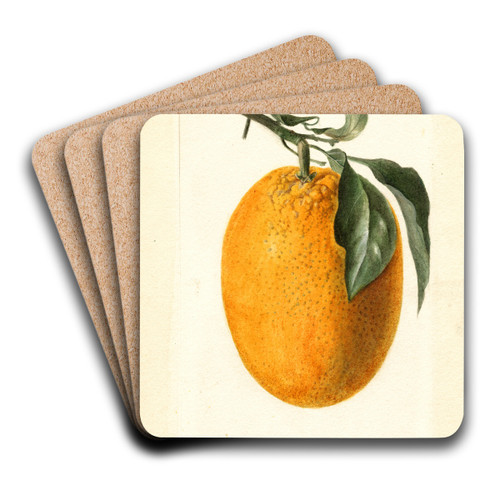 Citrus sinensis: Joppa by Deborah Griscom Passmore Art Drink Coaster set