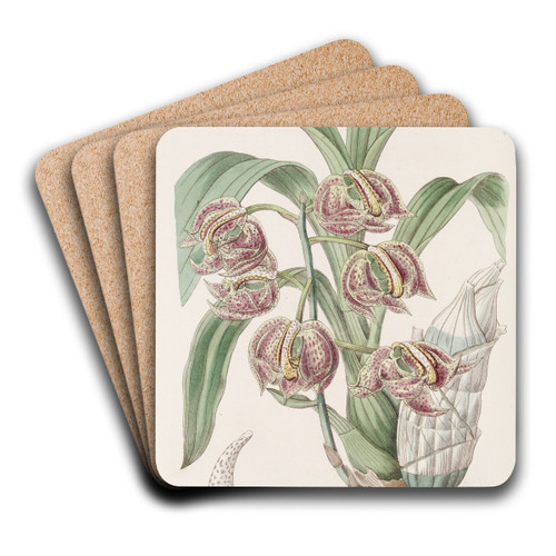 Aromatic Mormodes by Sydenham Edwards Art Drink Coaster set Aromatic Mormodes by Sydenham Edwards Art Drink Coaster set