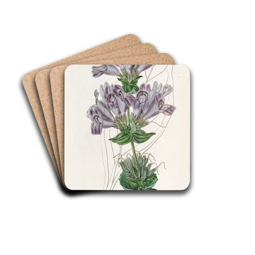 Sea Lavender-leaved Pentstemon by Sydenham Edwards Drink Coasters - set of 4