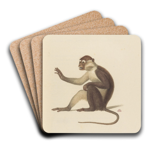 Le Mangabey varit a by Jean-Baptiste Audebert Art Drink Coaster set