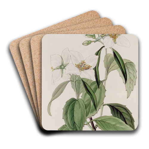 Weak-branched Syringa by Sydenham Edwards Art Drink Coaster set Weak-branched Syringa by Sydenham Edwards Art Drink Coaster set