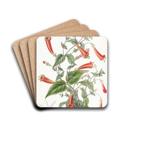 Heart-leaved Manettia by Sydenham Edwards Drink Coasters - set of 4