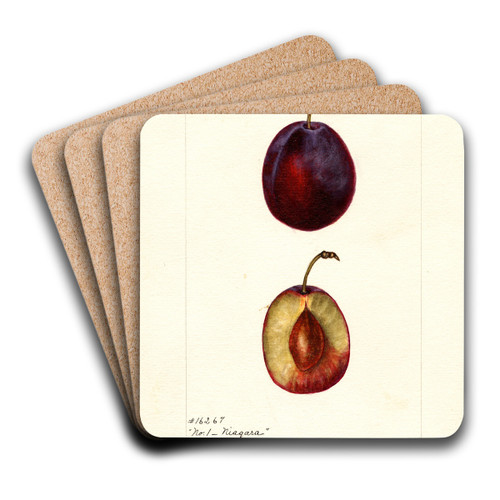 Prunus domestica: Niagara by Bertha Heiges Art Drink Coaster set