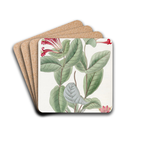 The North-west Honeysuckle by Sydenham Edwards Drink Coasters - set of 4