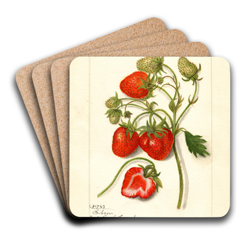 Fragaria: Gibson by Amanda Almira Newton Art Drink Coaster set