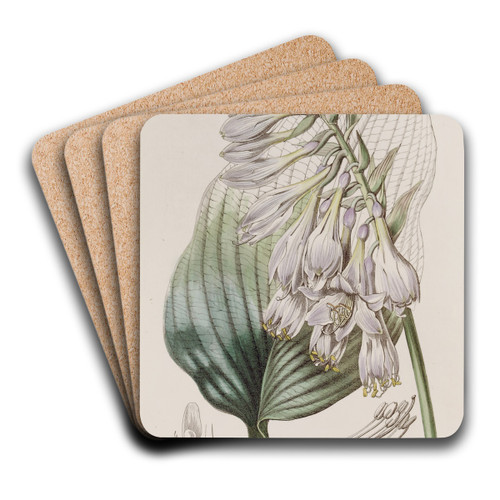 Siebold's Funkia by Sydenham Edwards Art Drink Coaster set