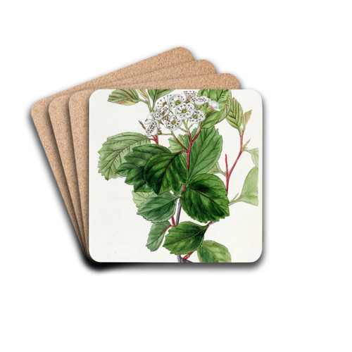 The Douglas Thorn by Sydenham Edwards Drink Coasters - set of 4