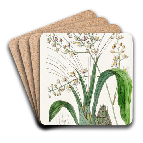 Lurid Eulophia by Sydenham Edwards Art Drink Coaster set