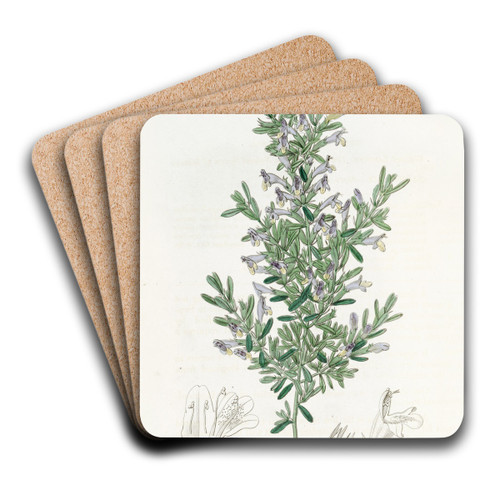 The Gillies Gardoquia by Sydenham Edwards Art Drink Coaster set