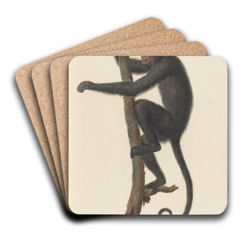 Le Coaita by Jean-Baptiste Audebert Art Drink Coaster set