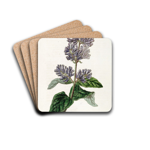 Lady Josika's Lilac by Sydenham Edwards Drink Coasters - set of 4