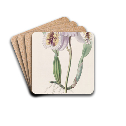Mrs. Moss's Cattleya by Sydenham Edwards Drink Coasters - set of 4