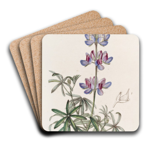 Branching Lupine by Sydenham Edwards Art Drink Coaster set Branching Lupine by Sydenham Edwards Art Drink Coaster set