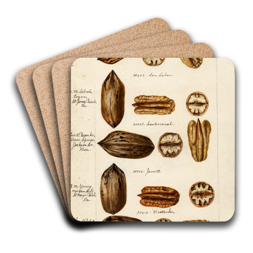 Carya illinoinensis by Bertha Heiges Art Drink Coaster set