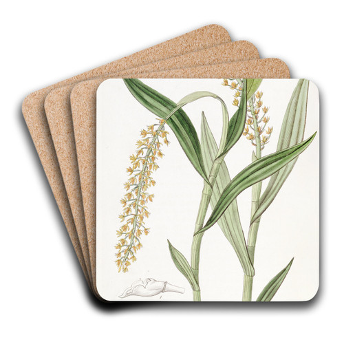 Apricot-coloured Epidendrum by Sydenham Edwards Art Drink Coaster set Apricot-coloured Epidendrum by Sydenham Edwards Art Drink Coaster set