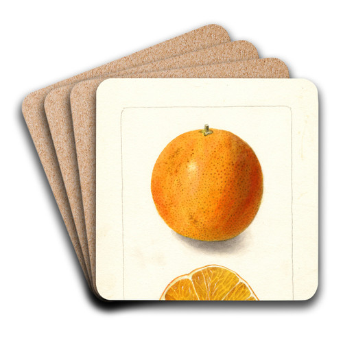 Citrus sinensis: Brazilian by Deborah Griscom Passmore Art Drink Coaster set