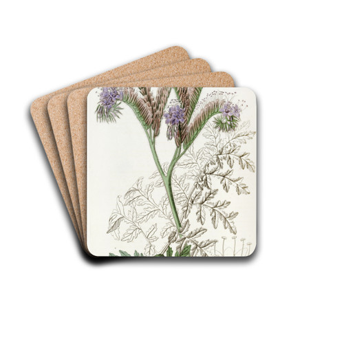 Tansy-leaved Phacelia by Sydenham Edwards Drink Coasters - set of 4 Tansy-leaved Phacelia by Sydenham Edwards Drink Coasters - set of 4