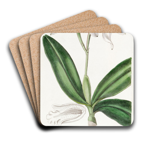 Pale-flowered Intermediate Cattleya by Sydenham Edwards Art Drink Coaster set