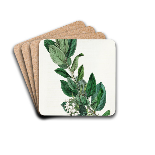 Downy Bearberry by Sydenham Edwards Drink Coasters - set of 4