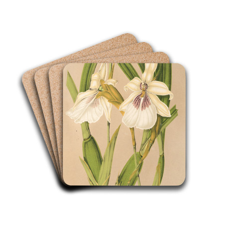 Miltonia spectabilis, var. virginalis by Charles Antoine Lemaire Drink Coasters - set of 4