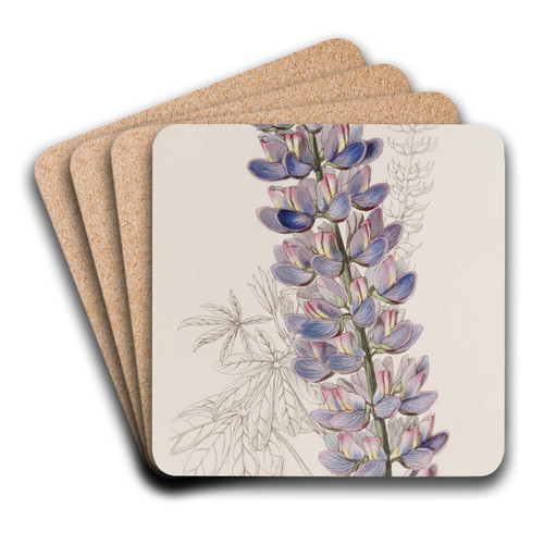 Mr. Barker's Lupine by Sydenham Edwards Art Drink Coaster set Mr. Barker's Lupine by Sydenham Edwards Art Drink Coaster set