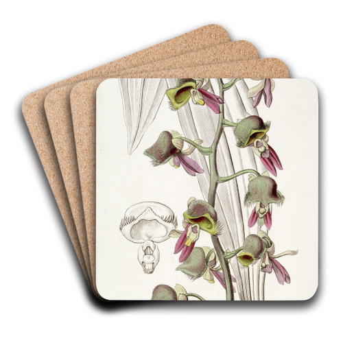 Dingy Monk-flower by Sydenham Edwards Art Drink Coaster set Dingy Monk-flower by Sydenham Edwards Art Drink Coaster set