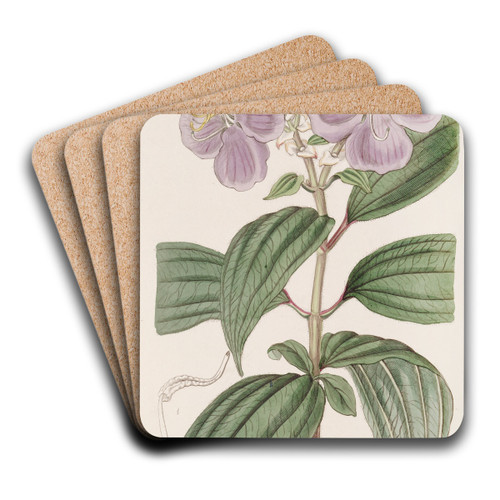 Starry Osbeckia, with small scales by Sydenham Edwards Art Drink Coaster set Starry Osbeckia, with small scales by Sydenham Edwards Art Drink Coaster set