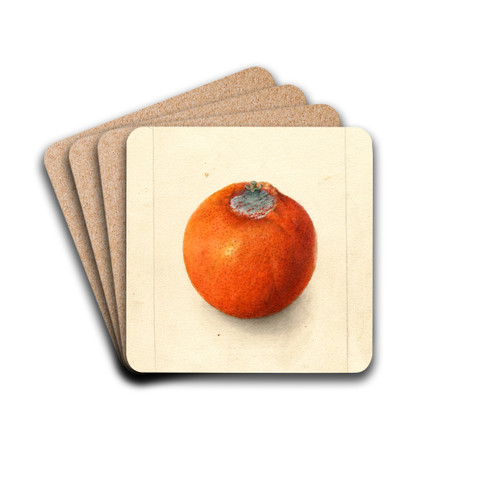 Citrus sinensis: Washington Navel by Deborah Griscom Passmore Drink Coasters - set of 4