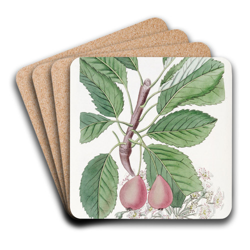 The Bollwyller Pear by Sydenham Edwards Art Drink Coaster set