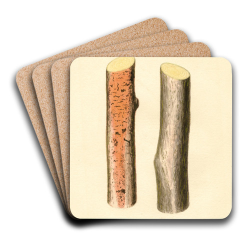 Citrus sinensis by James Marion Shull Art Drink Coaster set