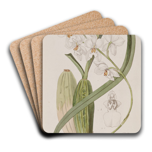 Pretty Tooth-tongue by Sydenham Edwards Art Drink Coaster set