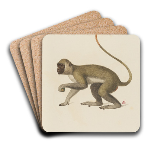 Le Callitriche by Jean-Baptiste Audebert Art Drink Coaster set