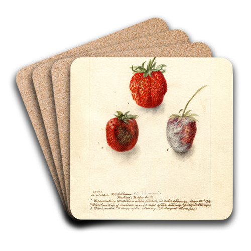 Fragaria: Tennessee by Deborah Griscom Passmore Art Drink Coaster set