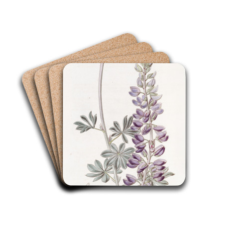 White-leaved Lupine by Sydenham Edwards Drink Coasters - set of 4
