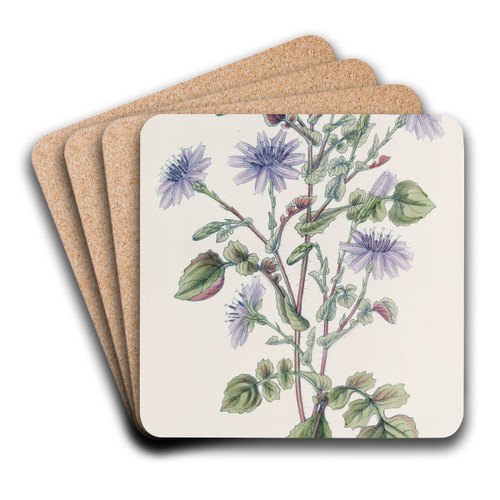 Large-Rooted Mulgede by Sydenham Edwards Art Drink Coaster set