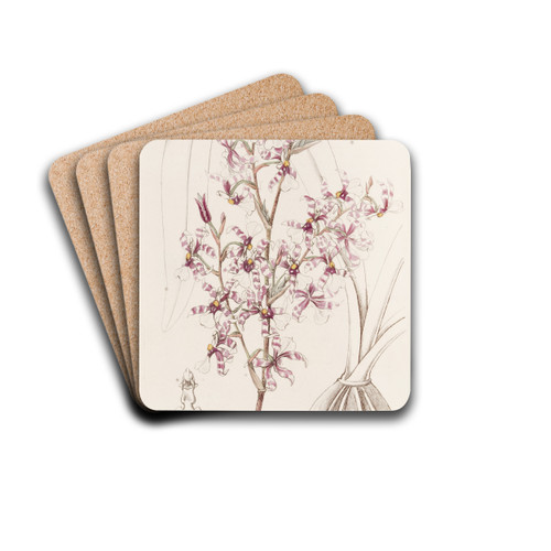 Curved Oncidium by Sydenham Edwards Drink Coasters - set of 4