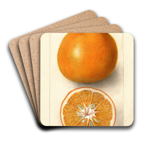 Citrus sinensis: Thornton No by Deborah Griscom Passmore Art Drink Coaster set