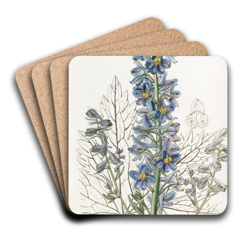 Mountain Larkspur by Sydenham Edwards Art Drink Coaster set