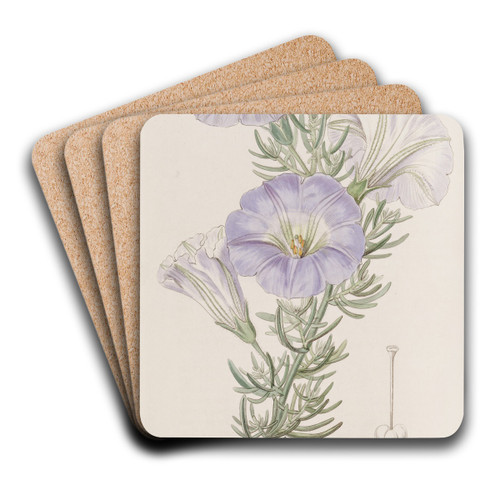 Sky-blue Alona by Sydenham Edwards Art Drink Coaster set